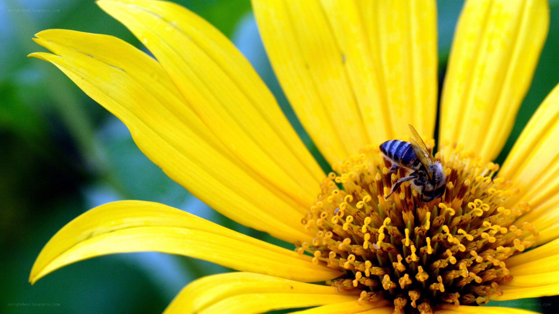 bee on yellow flower