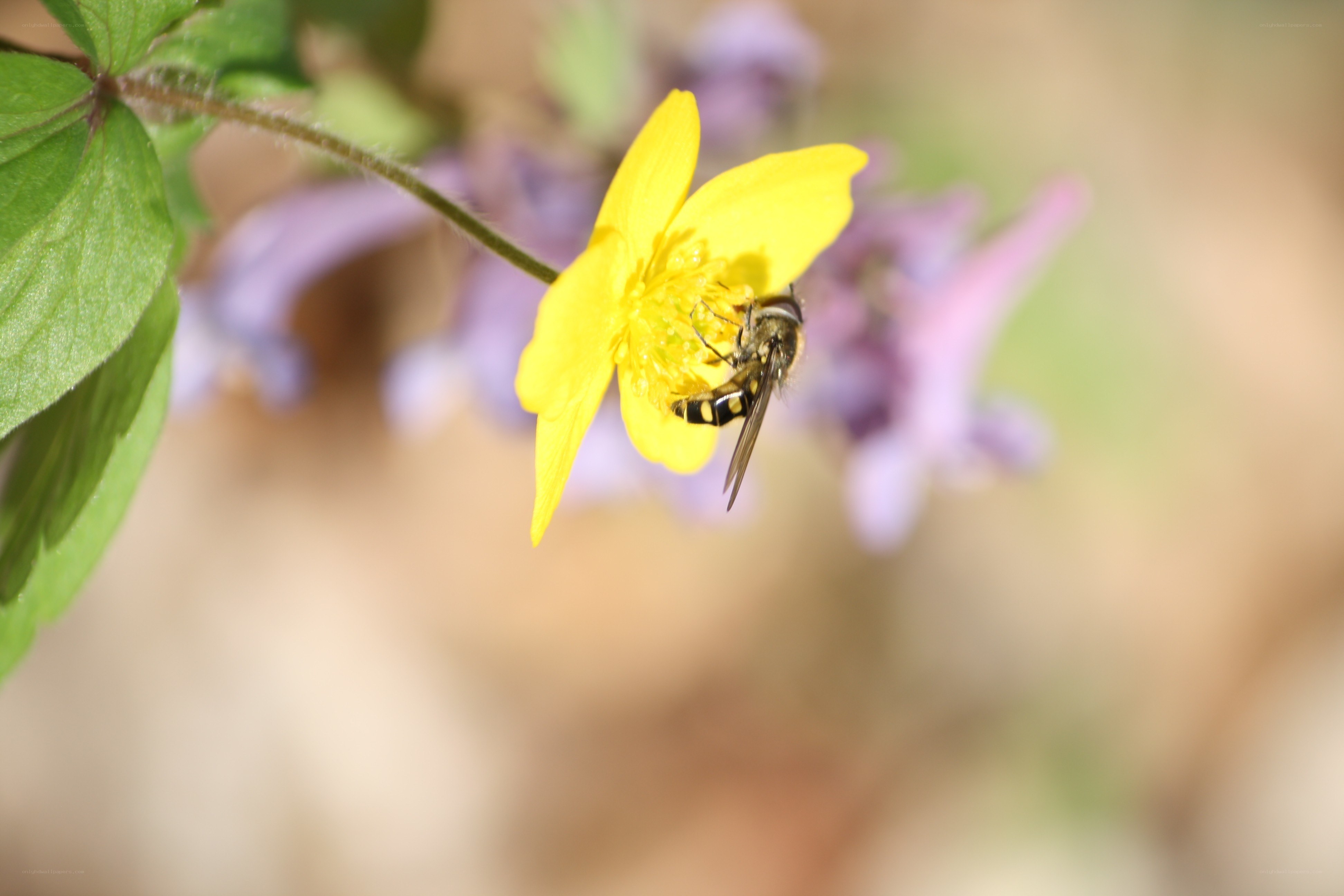 bee on yellow flower