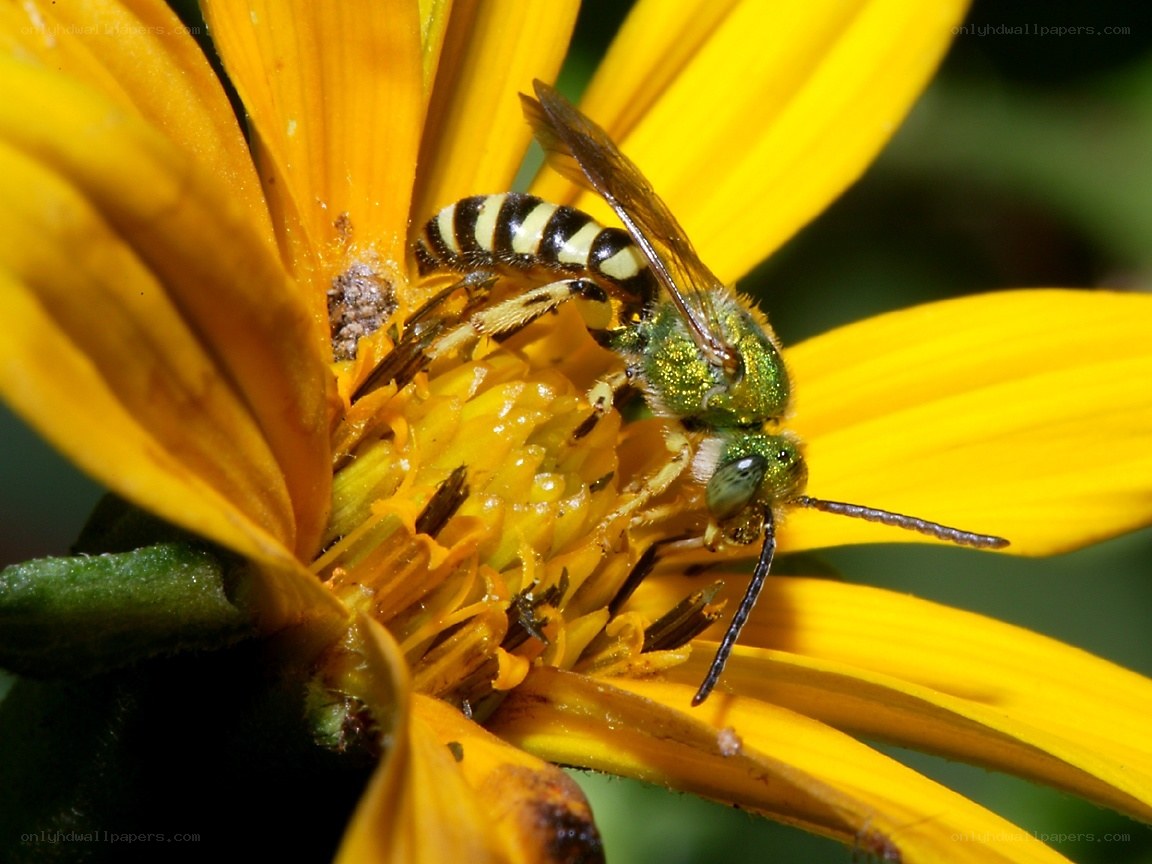 bee on yellow flower