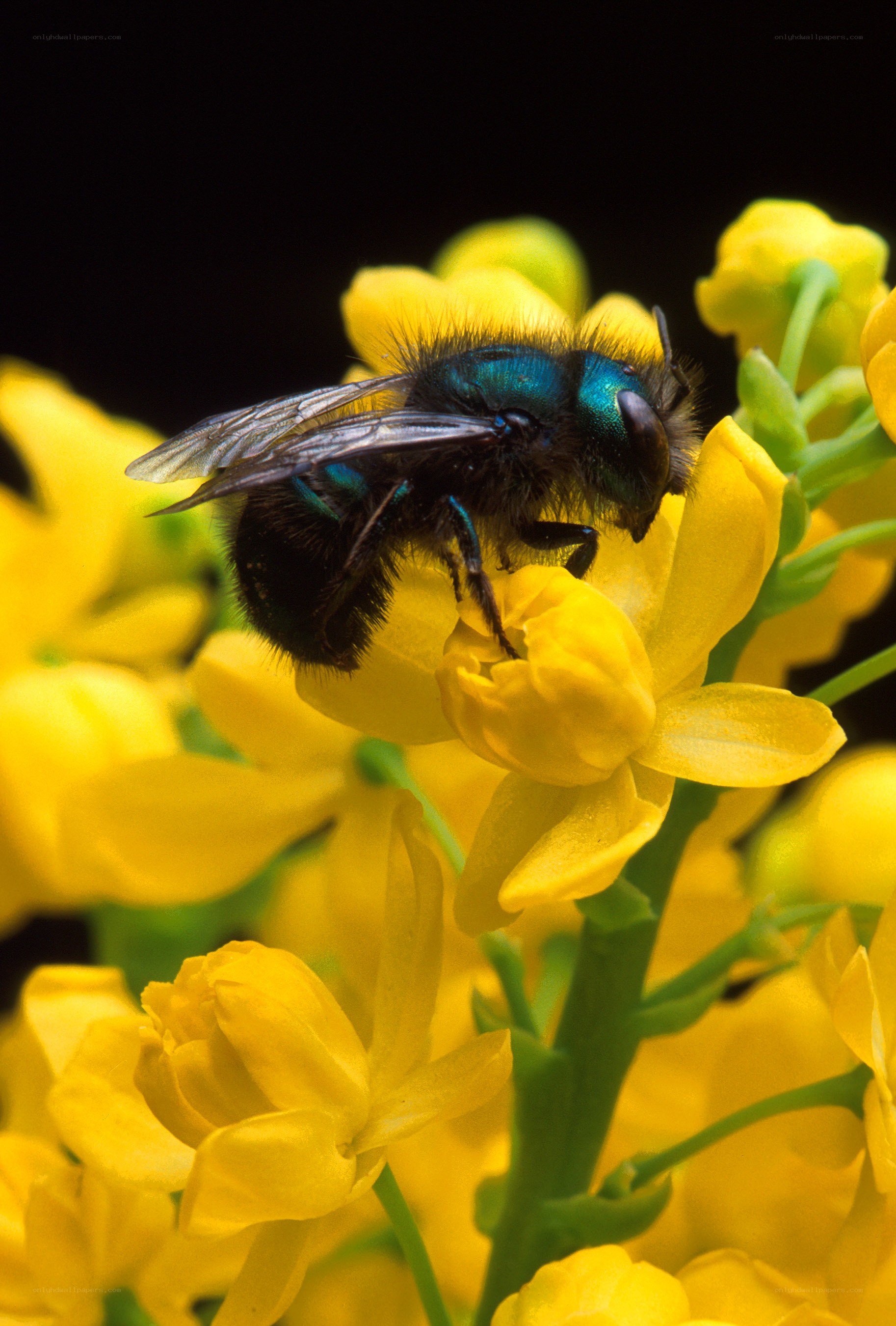 bee on yellow flower