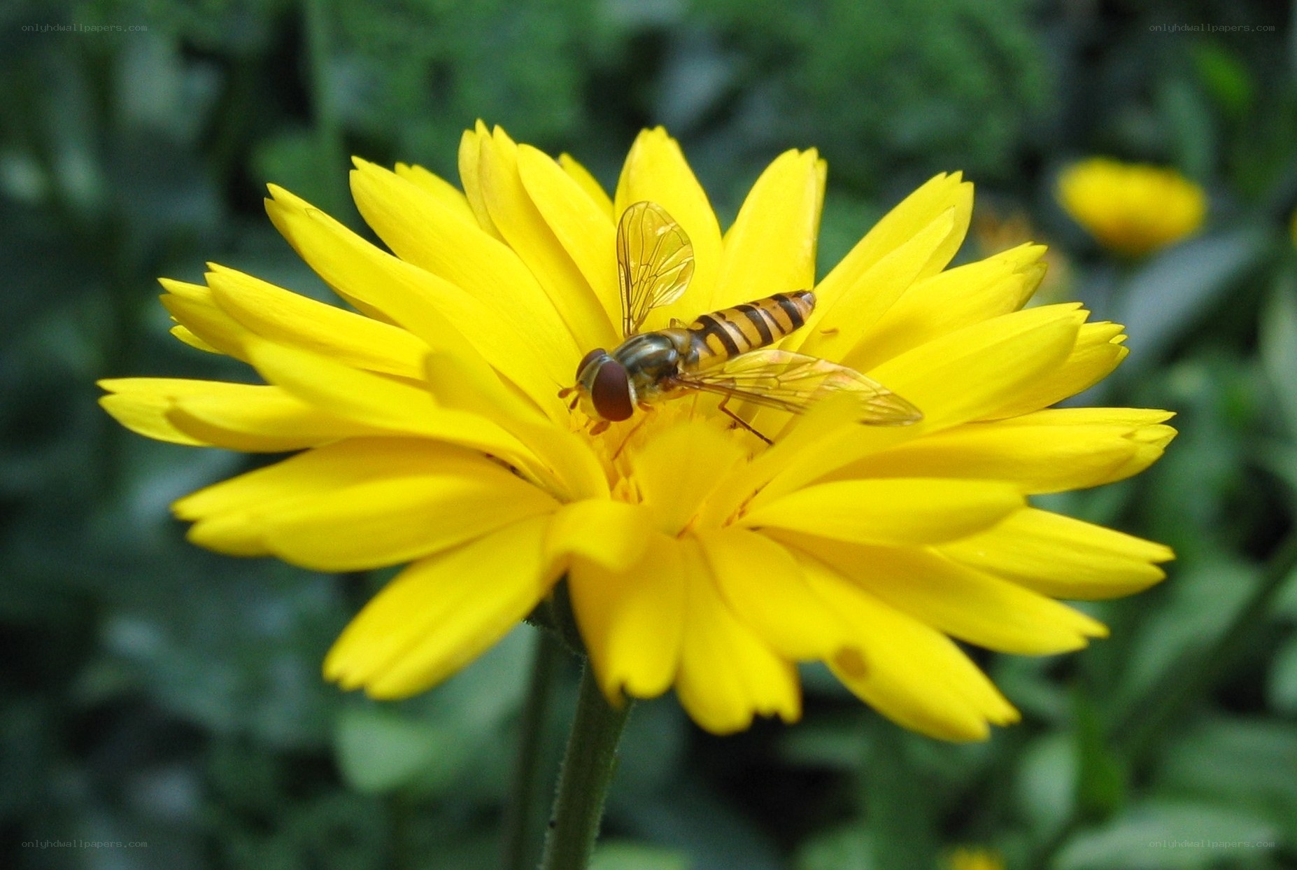 bee on yellow flower