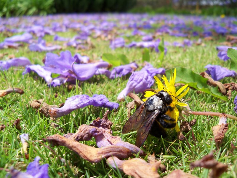 bee on yellow flower