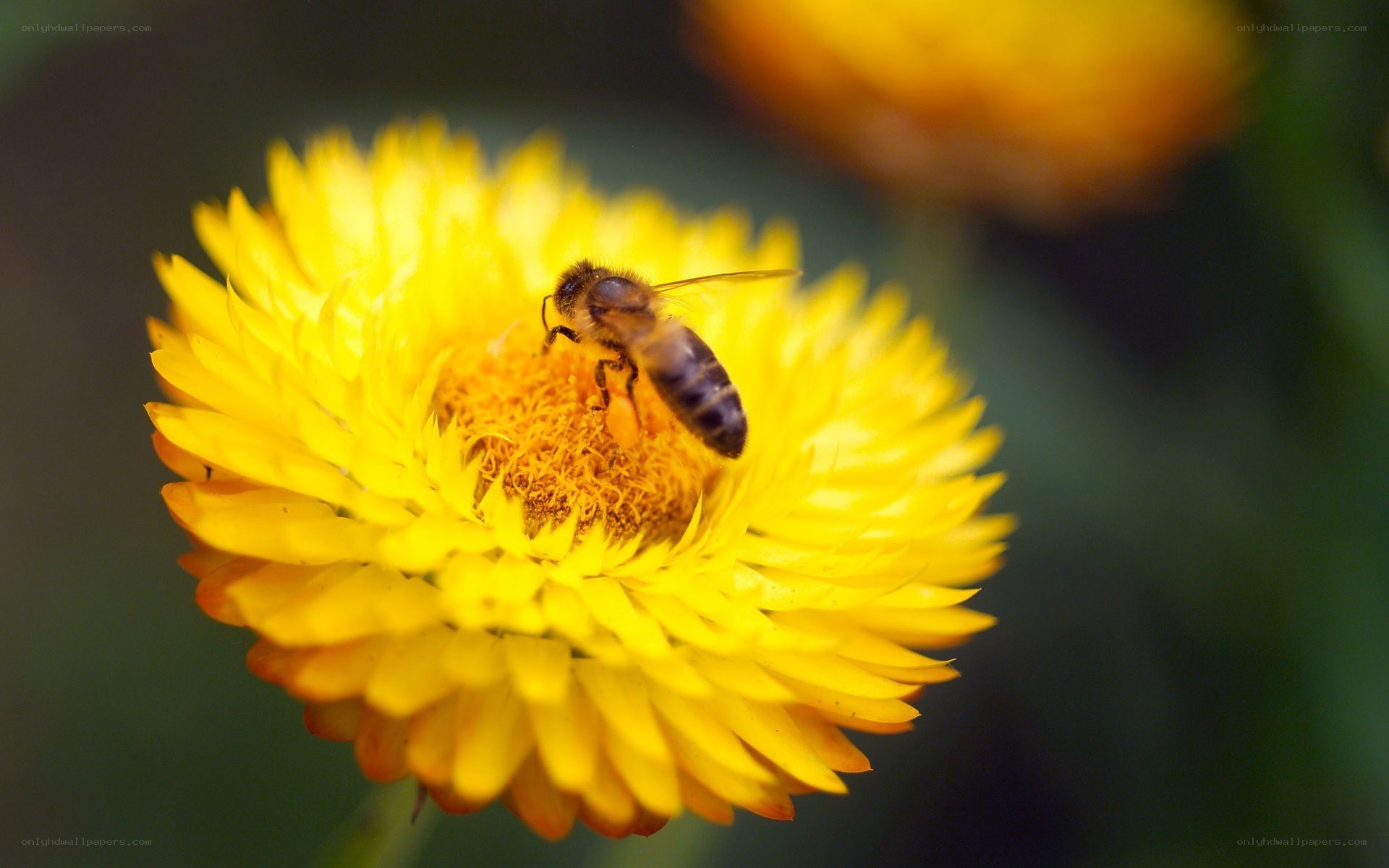 bee on yellow flower