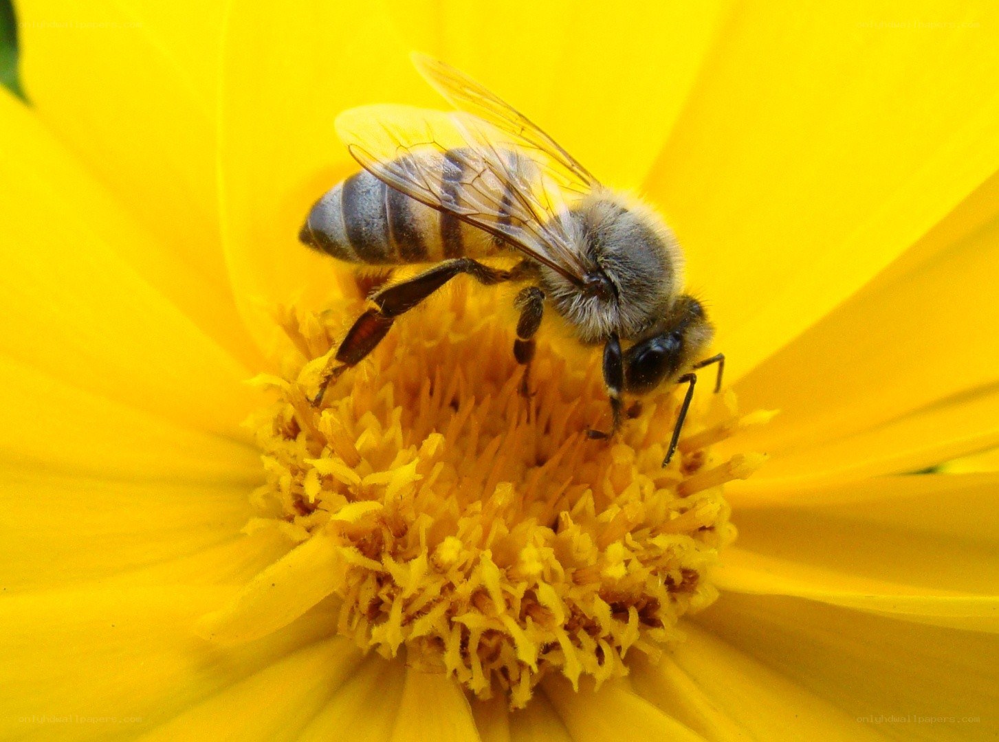 bee on yellow flower