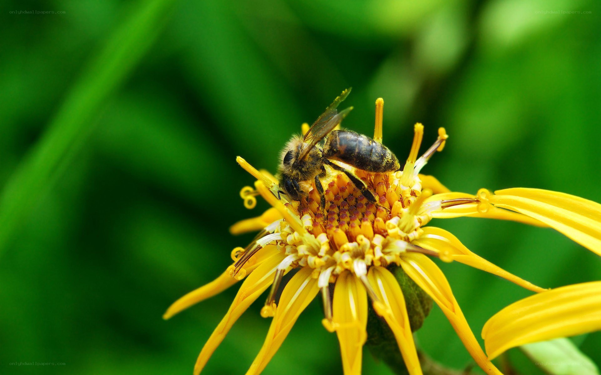 bee on yellow flower