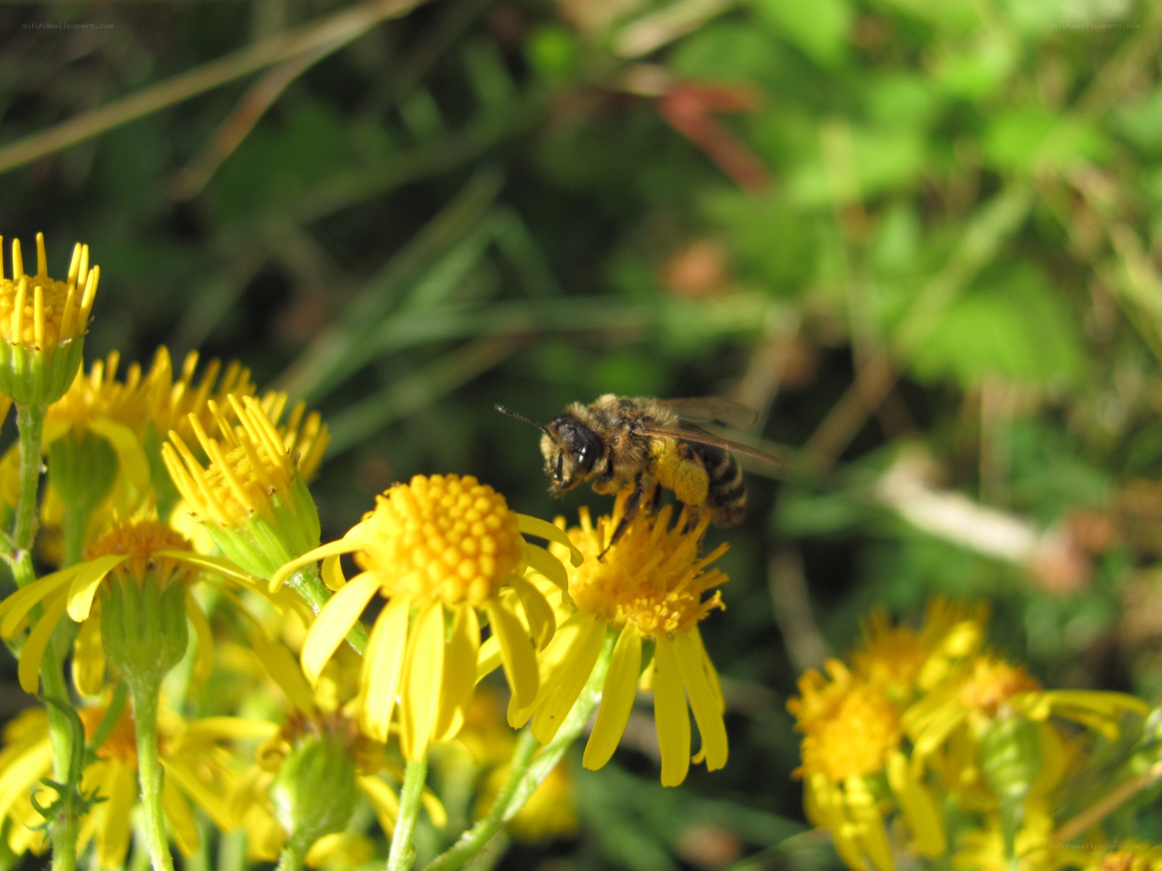bee on yellow flower