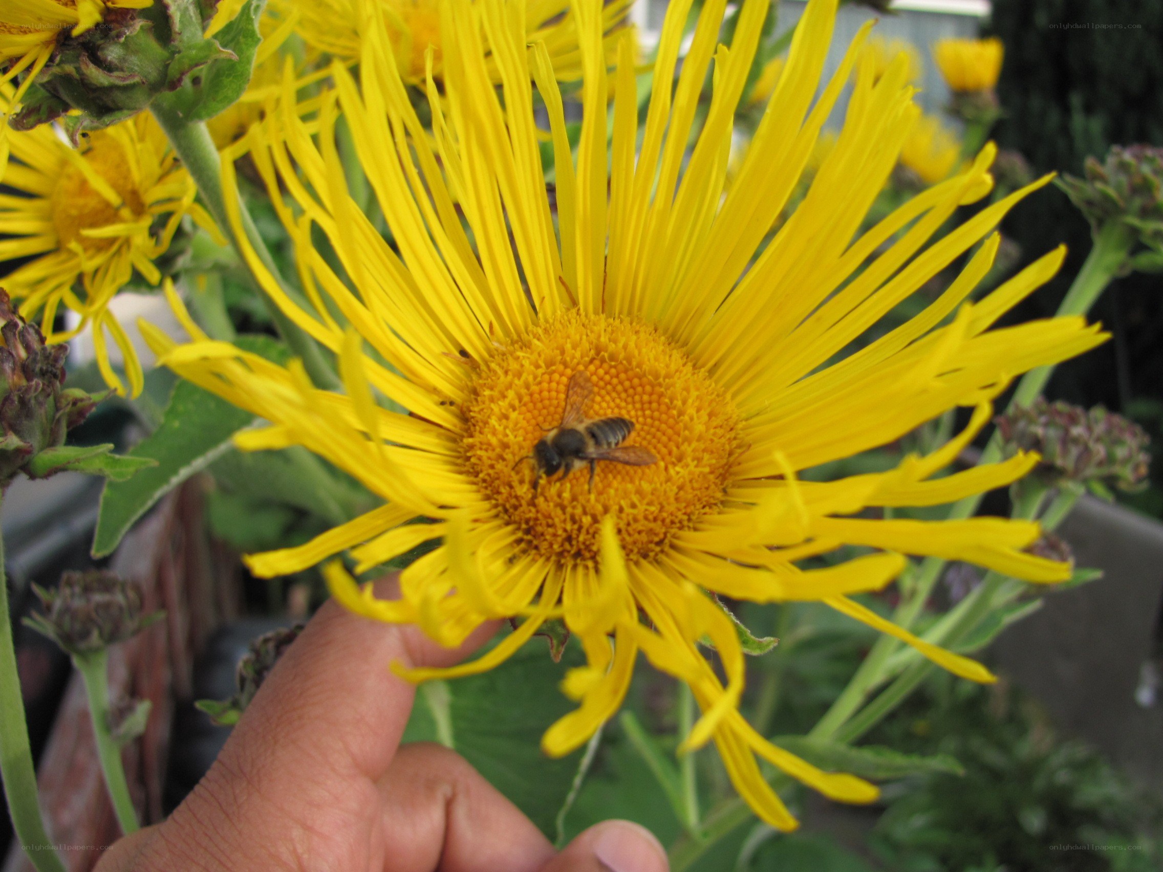 bee on yellow flower