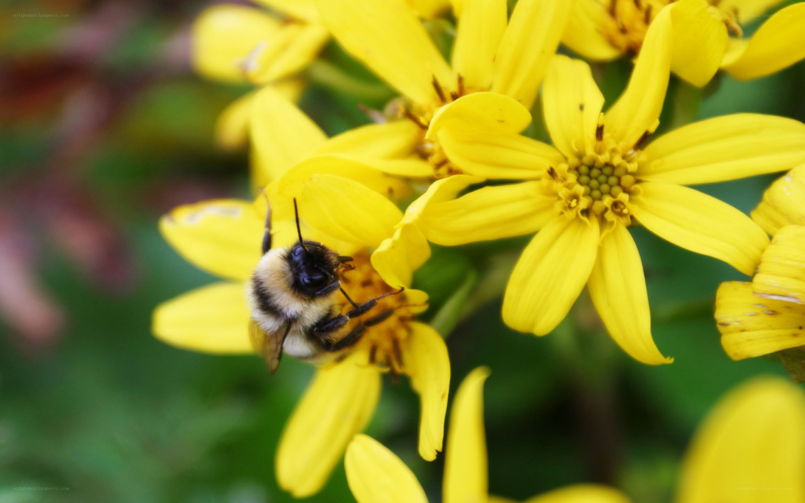 bee on yellow flower