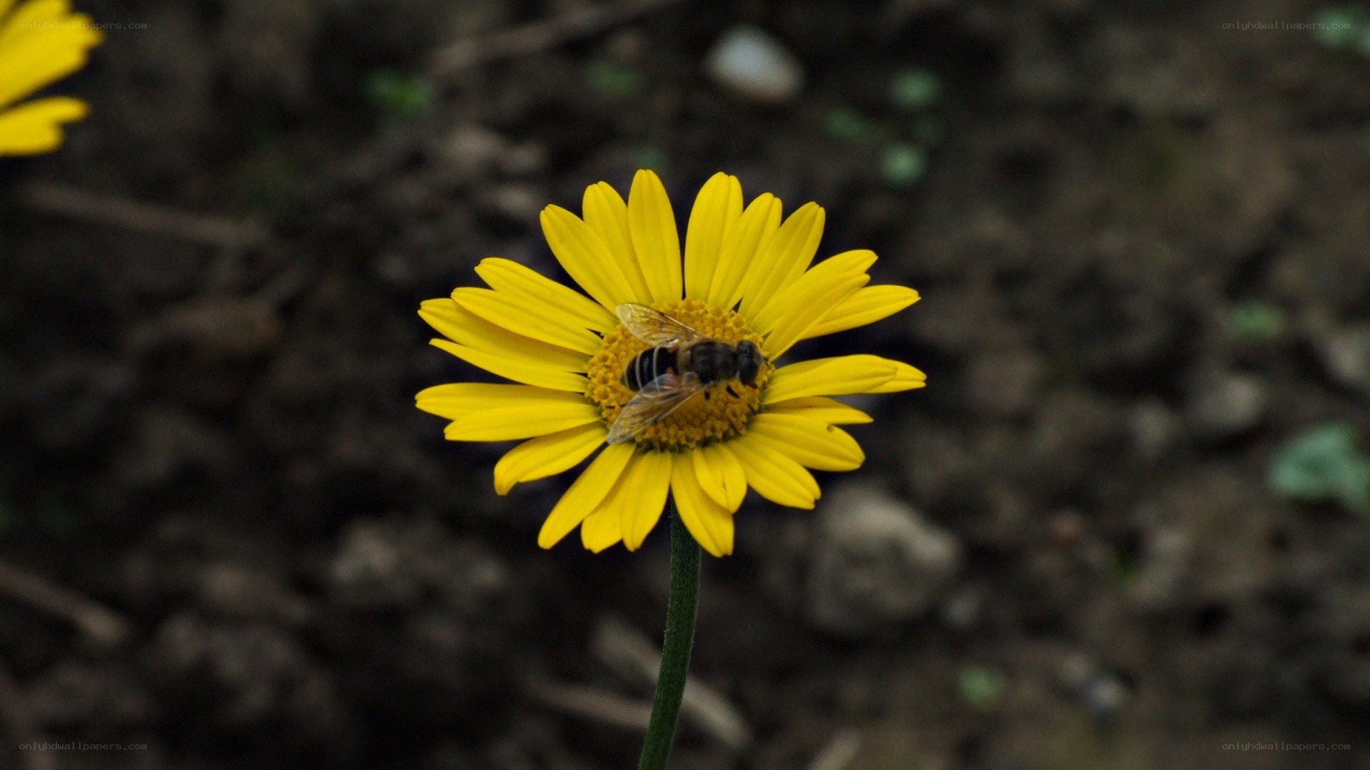 bee on yellow flower