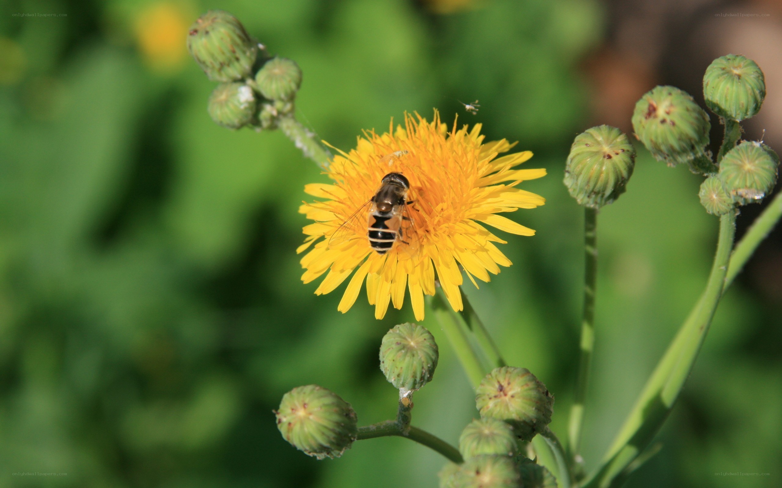 bee on yellow flower