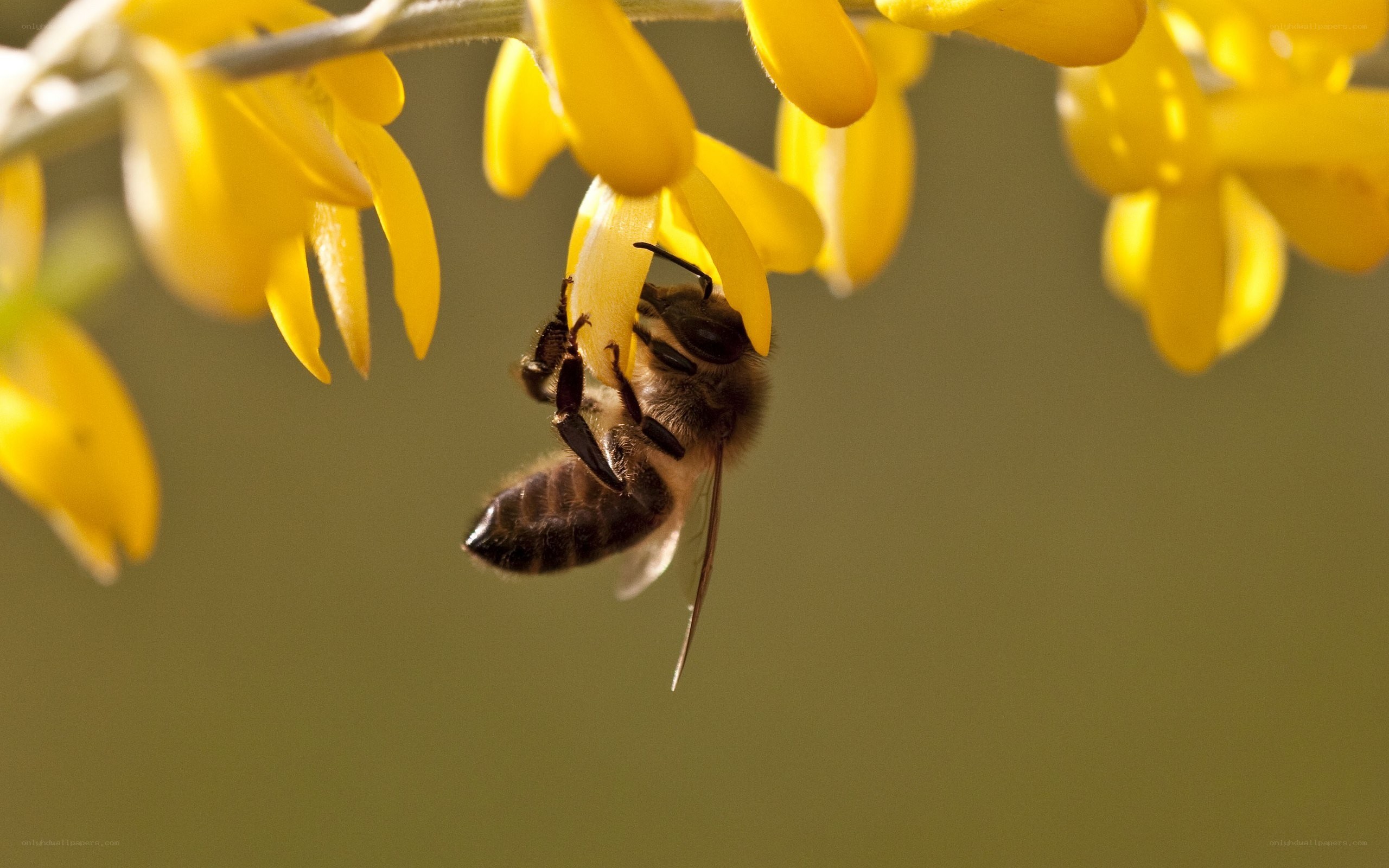 bee on yellow flower