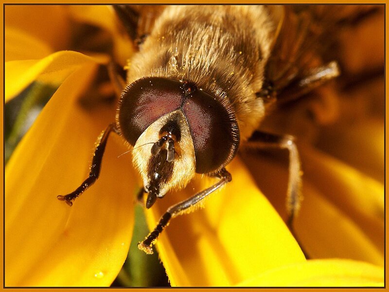 bee on yellow flower