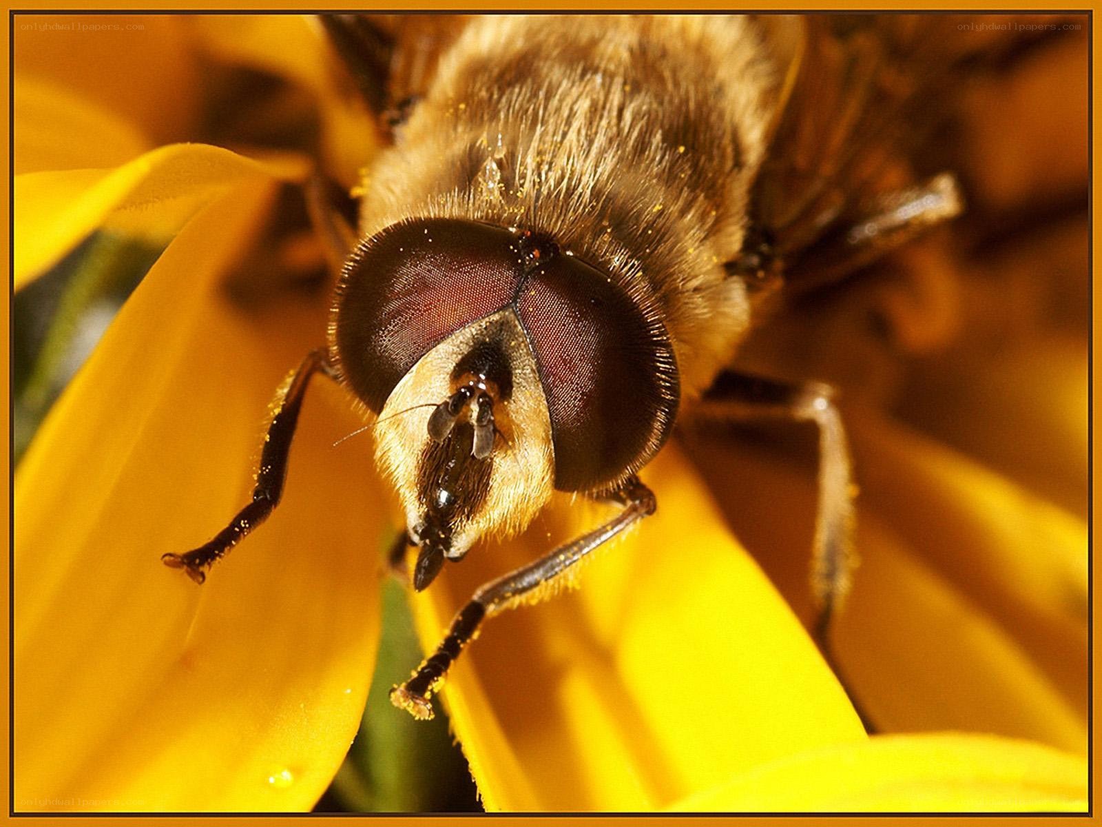 bee on yellow flower