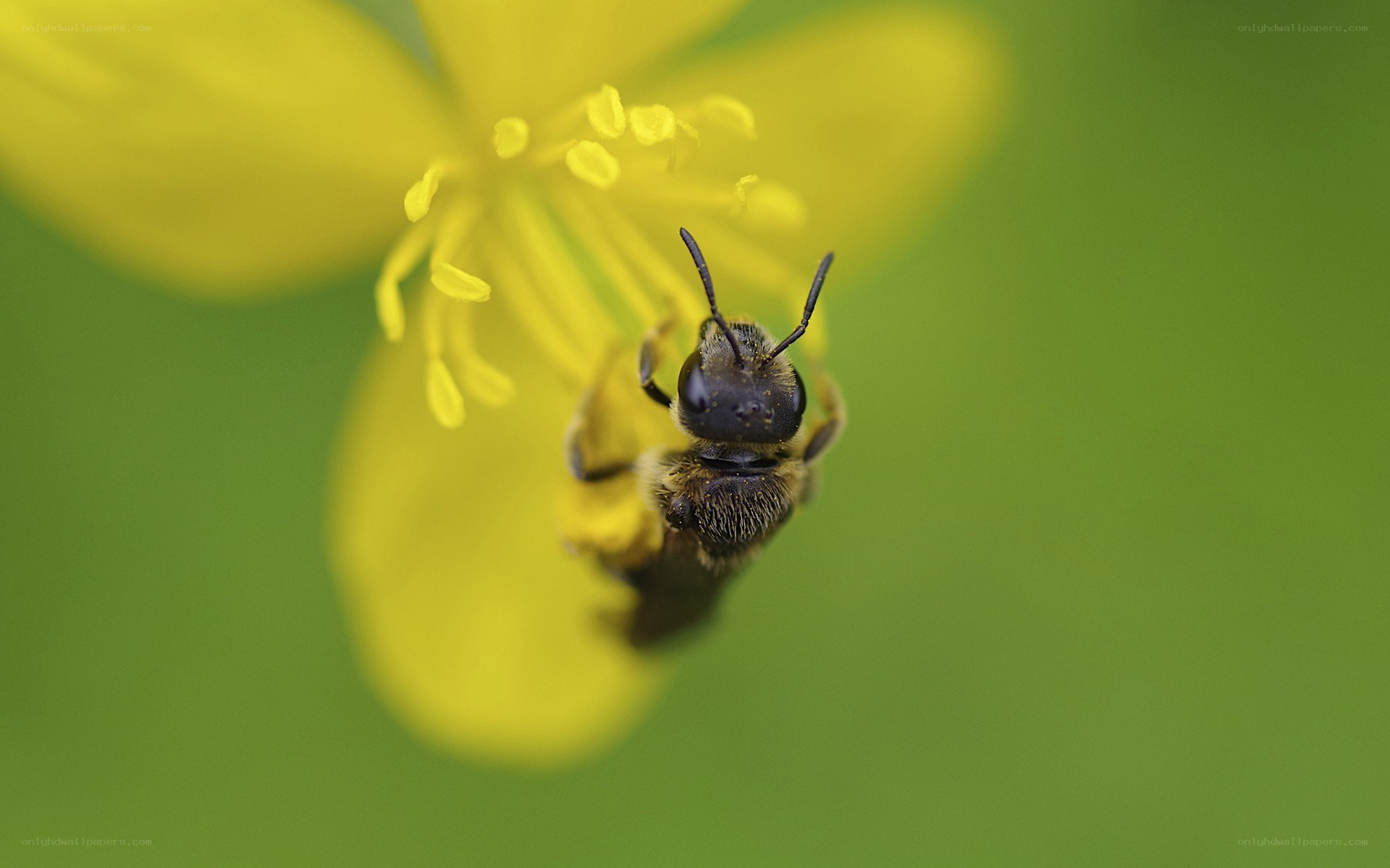 bee on yellow flower