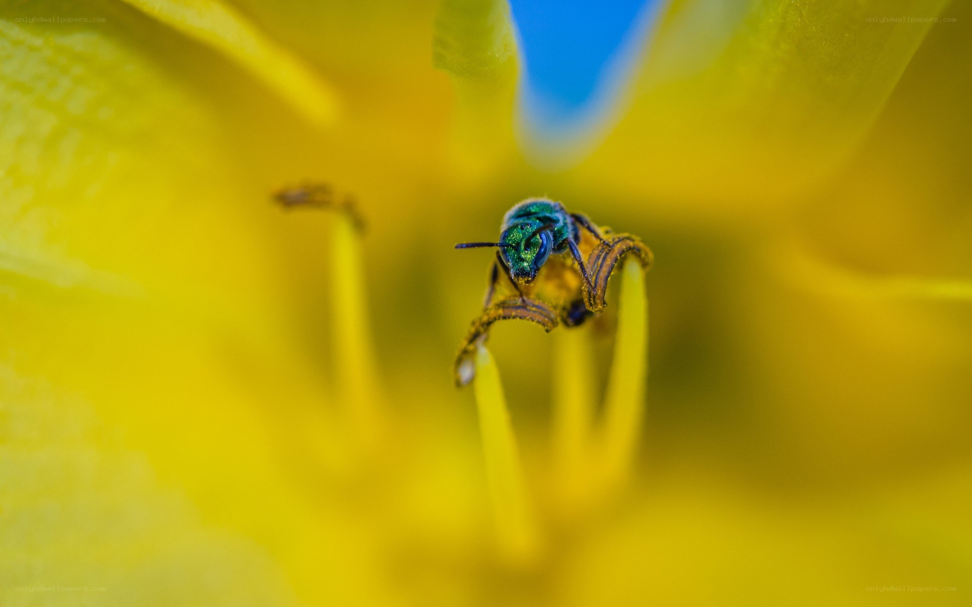 bee on yellow flower