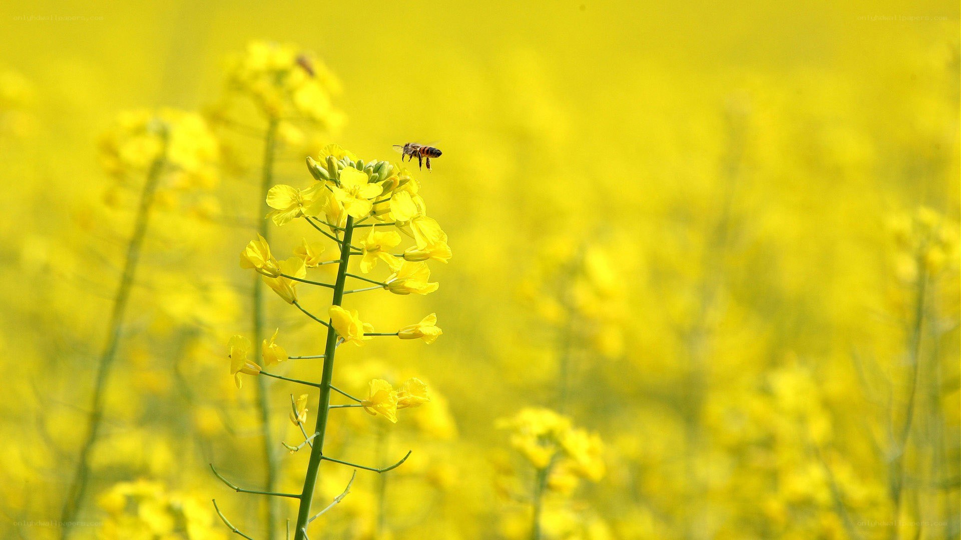 bee on yellow flower