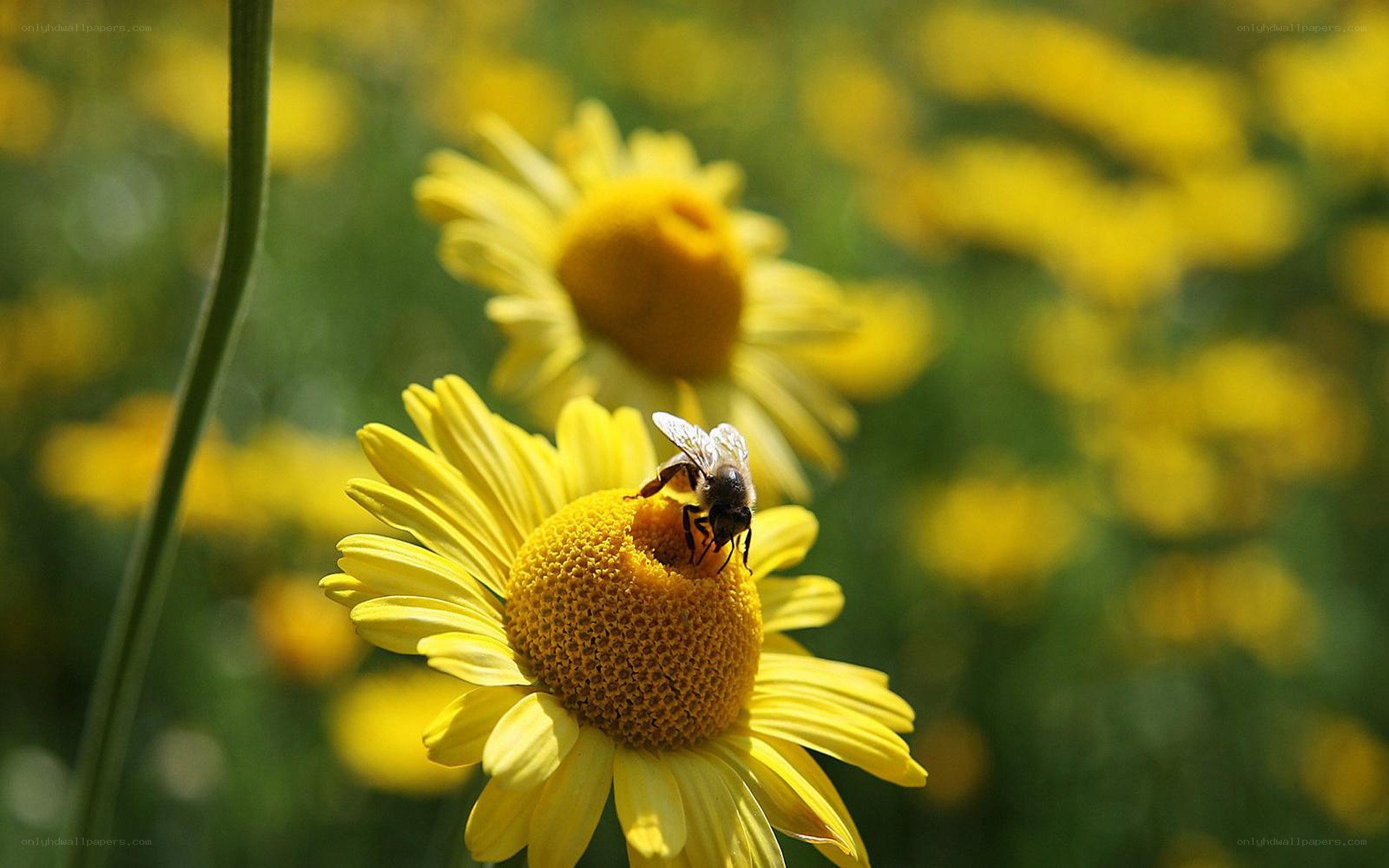 bee on yellow flower
