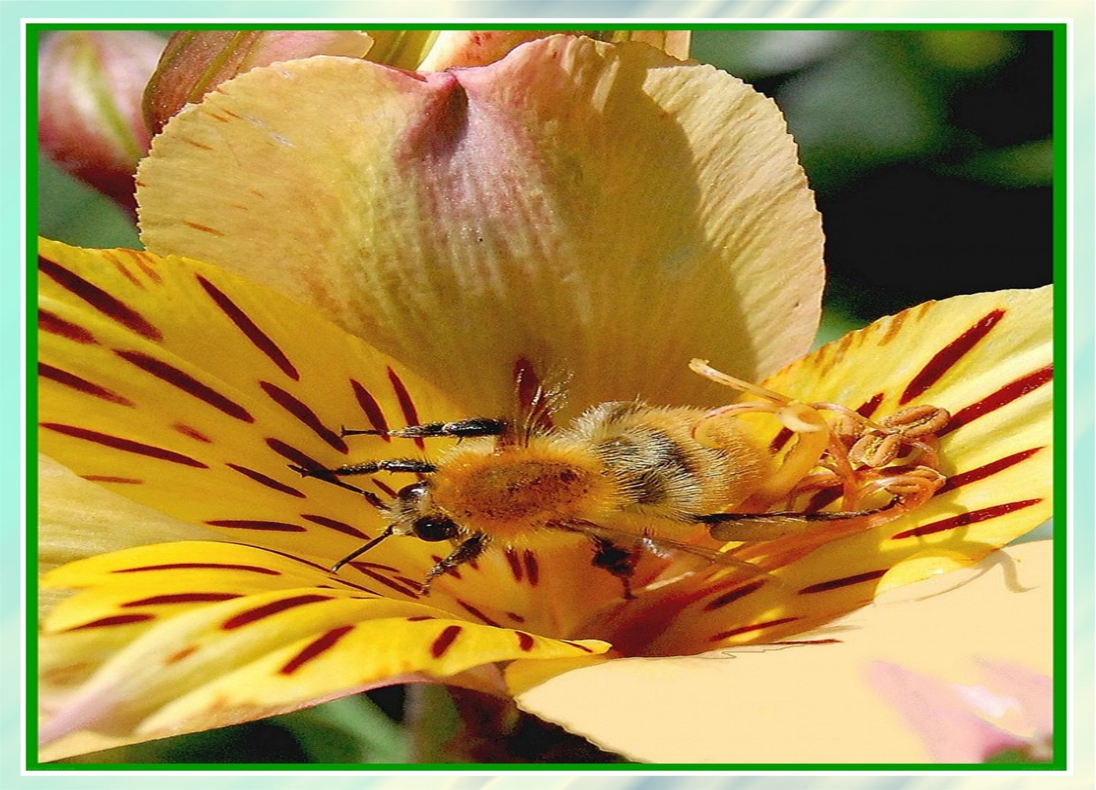 bee on yellow flower