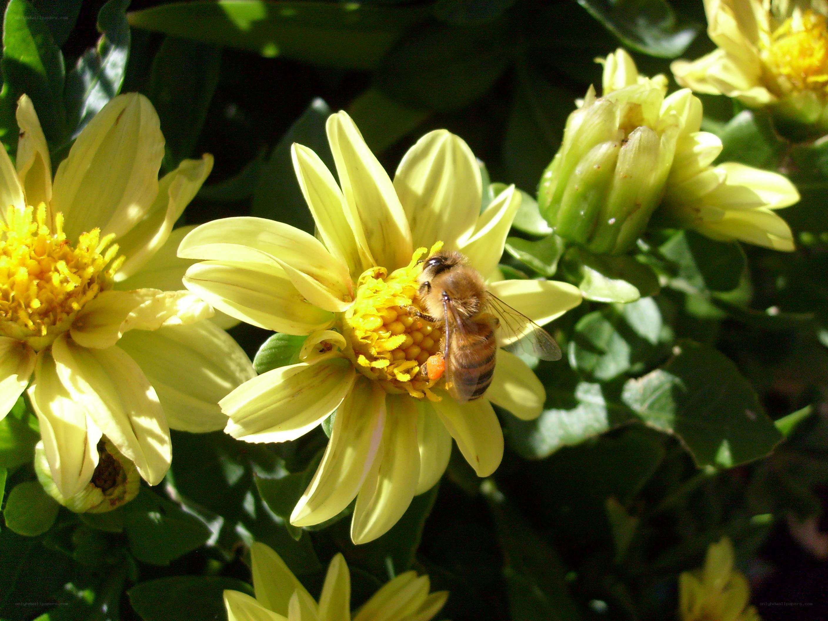 bee on yellow flower