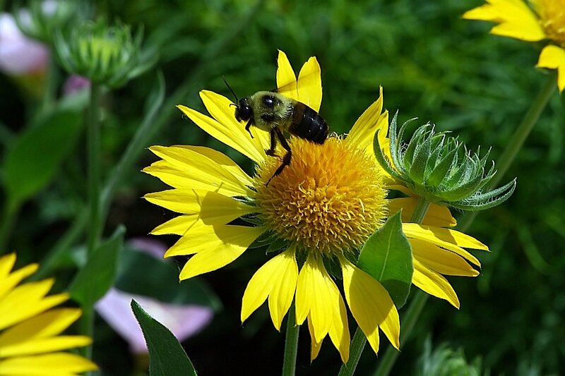 bee on yellow flower