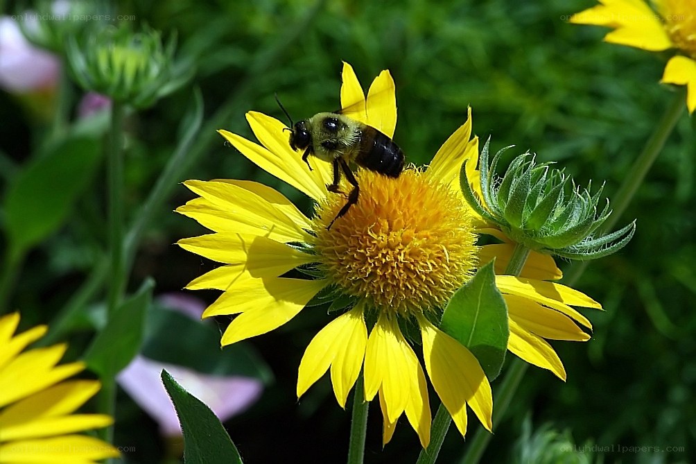 bee on yellow flower