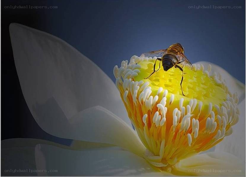 bee on yellow flower