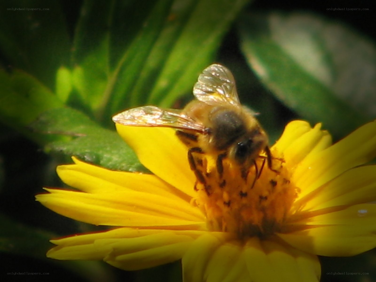 bee on yellow flower