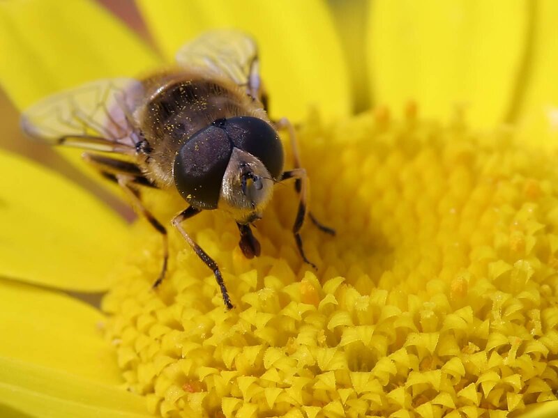 bee on yellow flower
