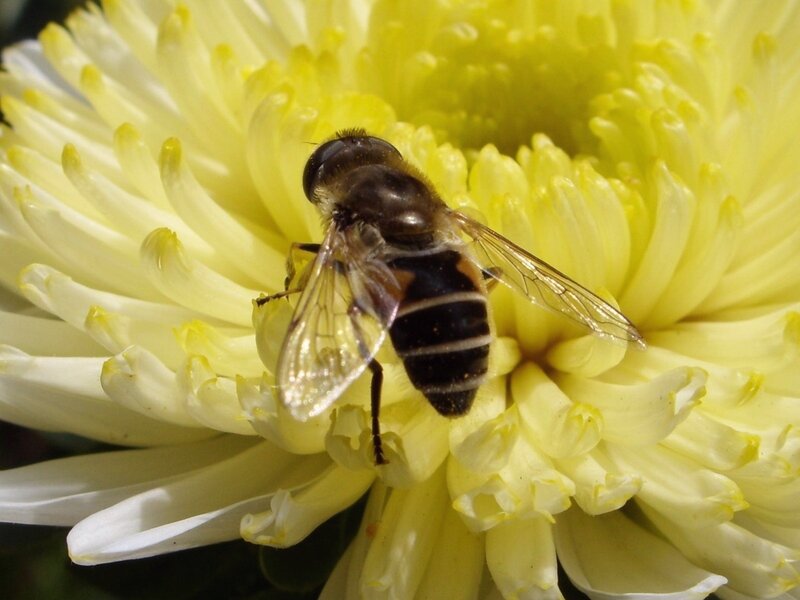 bee on yellow flower