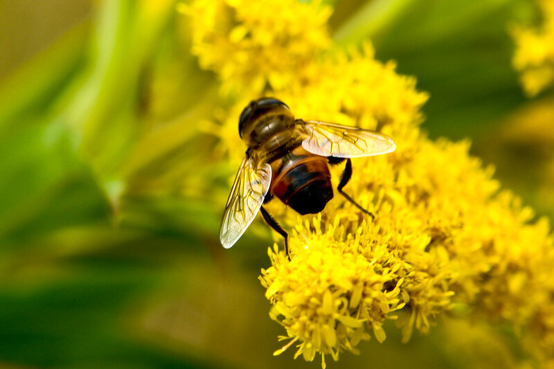 bee on yellow flower
