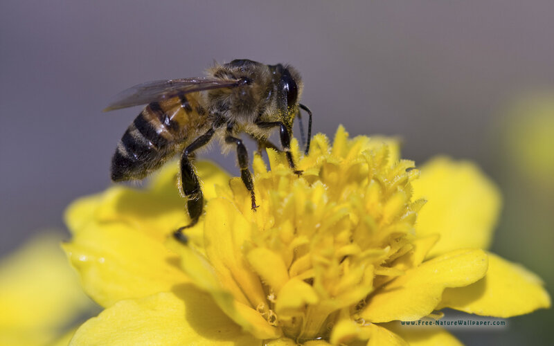 bee on yellow flower