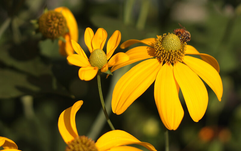 bee on yellow flower