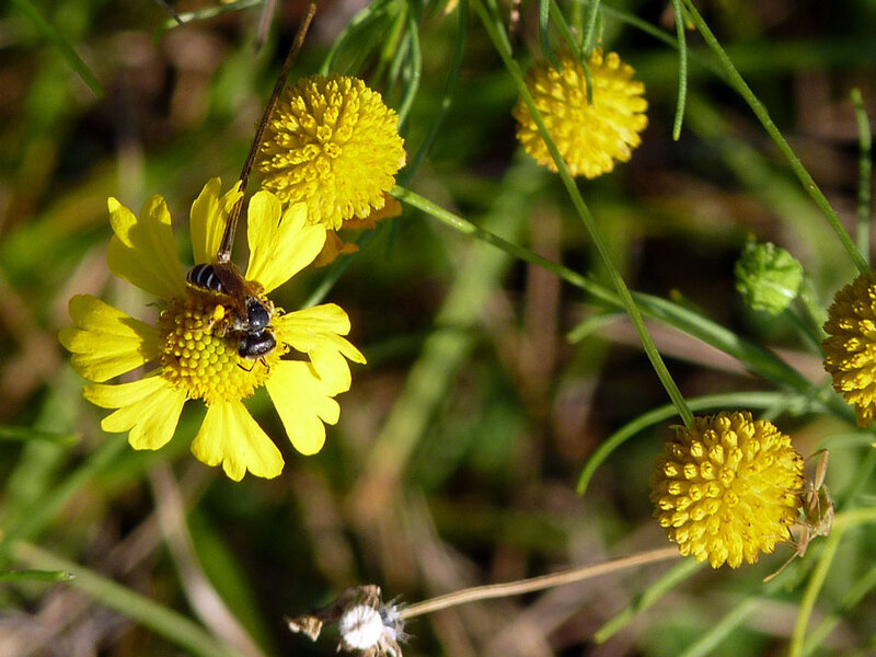 bee on yellow flower