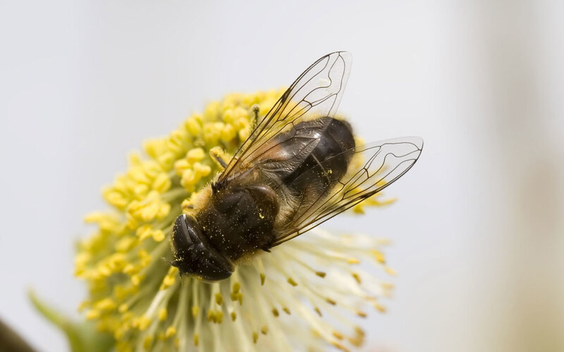 bee on yellow flower
