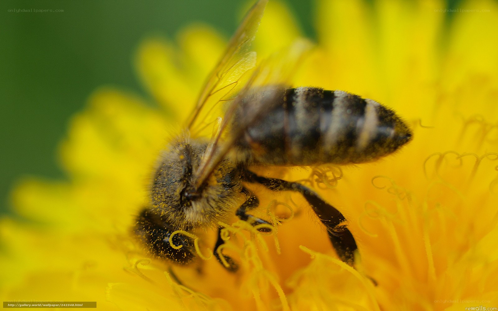 bee on yellow flower