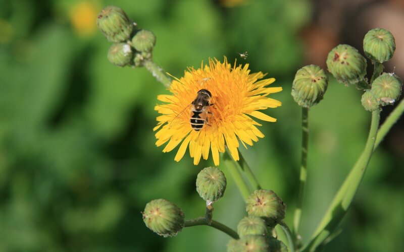 Bee on Yellow Flower — Calm, Afternoon, Photograph, Bud, Insect, Green