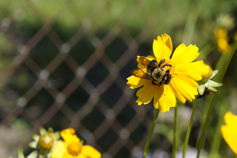 Bee on Yellow Flower — Calm, Afternoon, Photograph, Fence