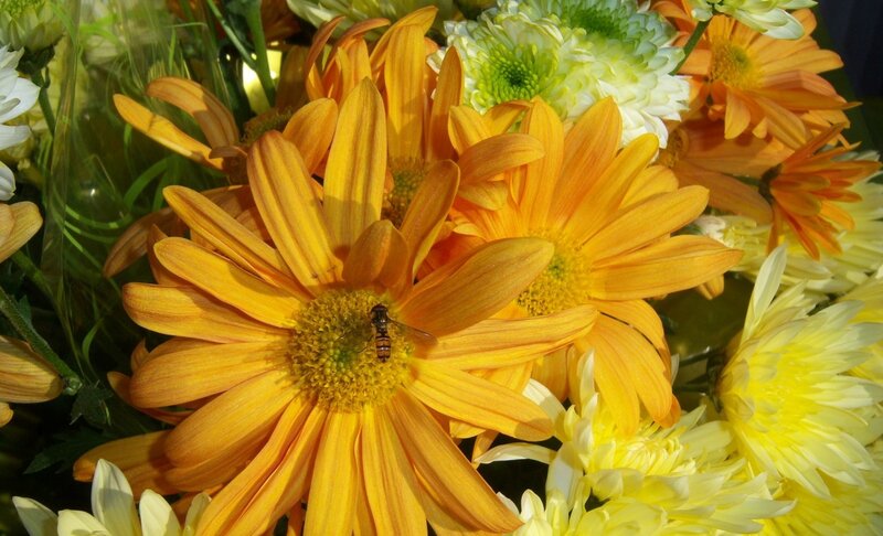 Bee on Yellow Flower — Calm, Afternoon, Photograph, Flowers