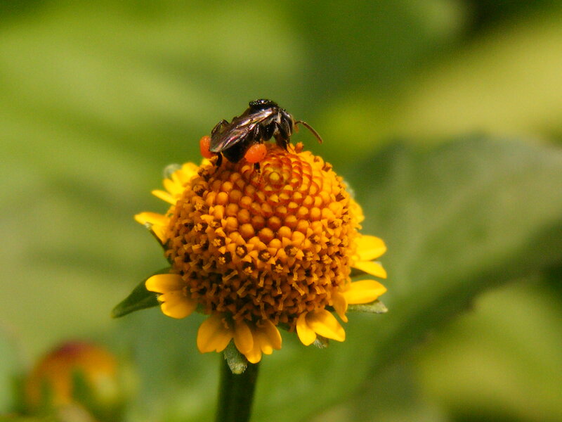 Bee on Yellow Flower — Calm, Afternoon, Photograph, Insect, Green Leaves