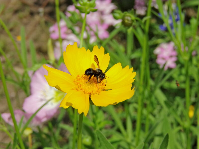 Bee on Yellow Flower — Calm, Afternoon, Photograph, Insect, Green Stems