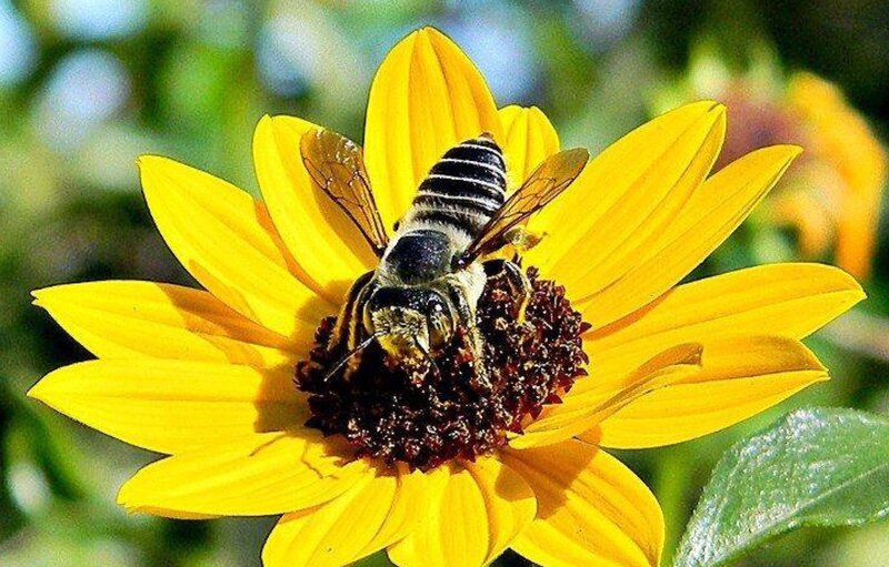 Bee on Yellow Flower — Calm, Afternoon, Photograph, Insect, Leaf