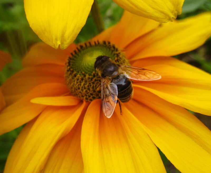 Bee on Yellow Flower — Calm, Afternoon, Photograph, Insect, Petals