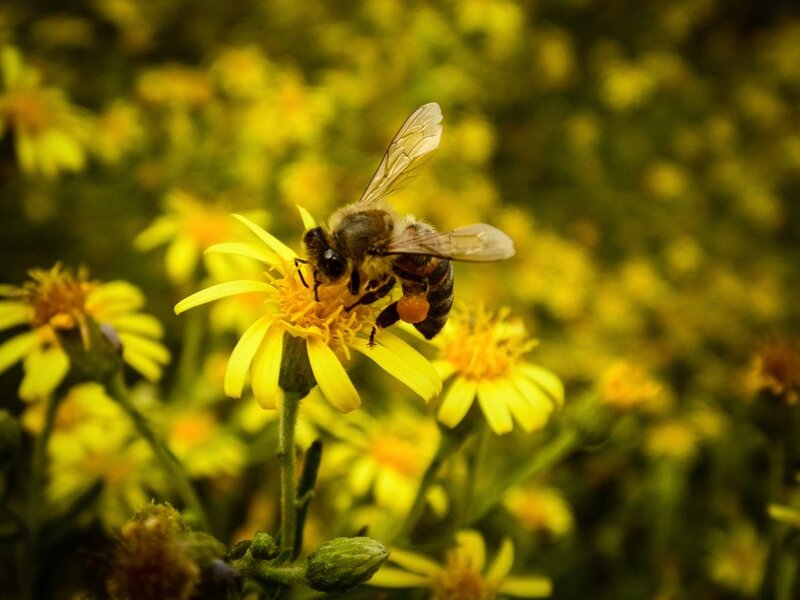 Bee on Yellow Flower — Calm, Afternoon, Photograph, Insect, Plant