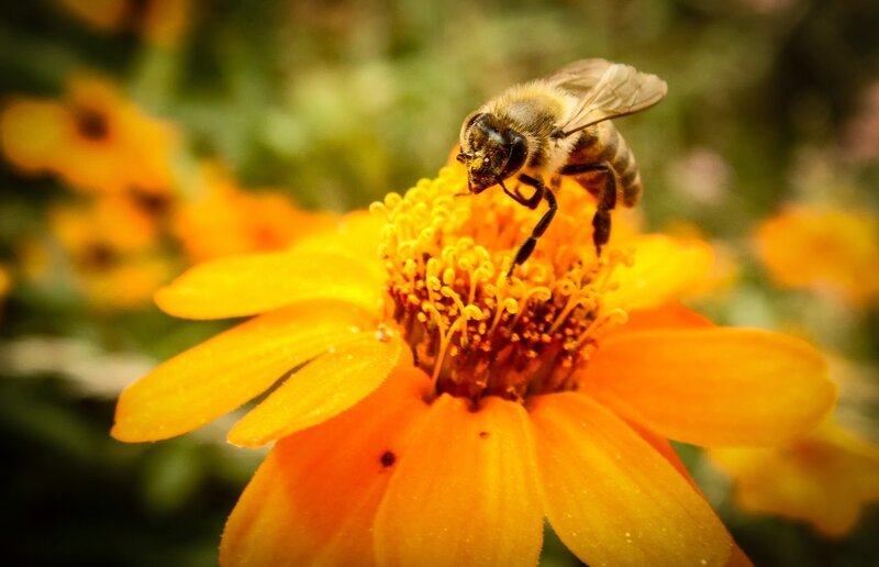 Bee on Yellow Flower — Calm, Afternoon, Photograph, Insect, Pollen