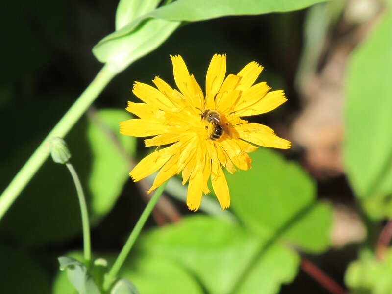 Bee on Yellow Flower — Calm, Afternoon, Photograph, Leaf
