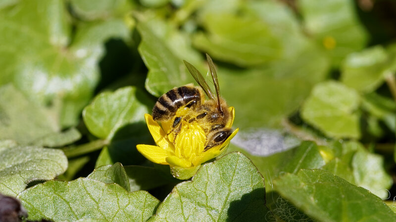 Bee on Yellow Flower — Calm, Afternoon, Photograph, Leaves, Insect