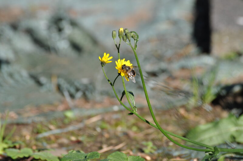 Bee on Yellow Flower — Calm, Afternoon, Photograph, Plant