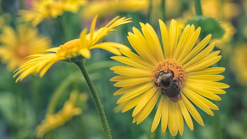 Bee on Yellow Flower — Calm, Afternoon, Photograph, Stem