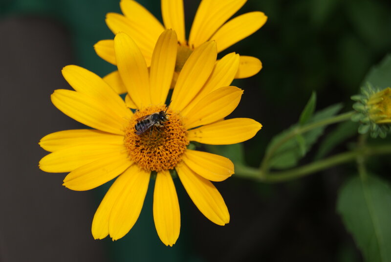 Bee on Yellow Flower — Calm, Afternoon, Photograph