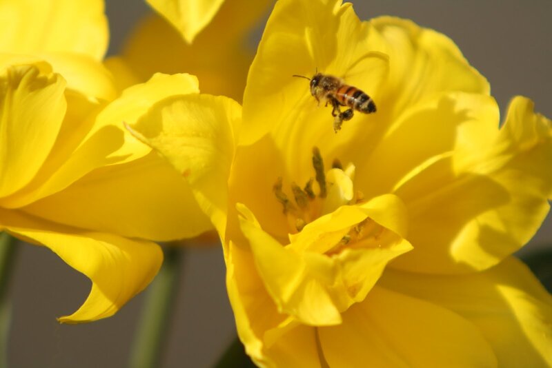 Bee on Yellow Flower — Calm, Morning